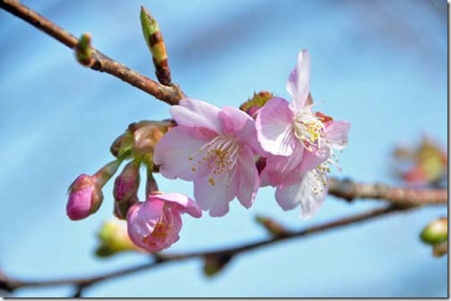 河津桜