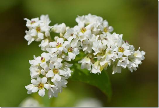 そばの花