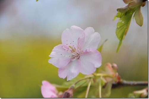 桜