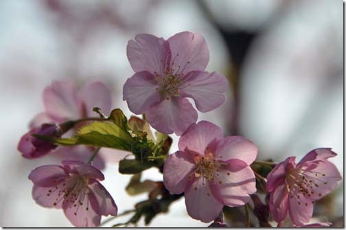 桜