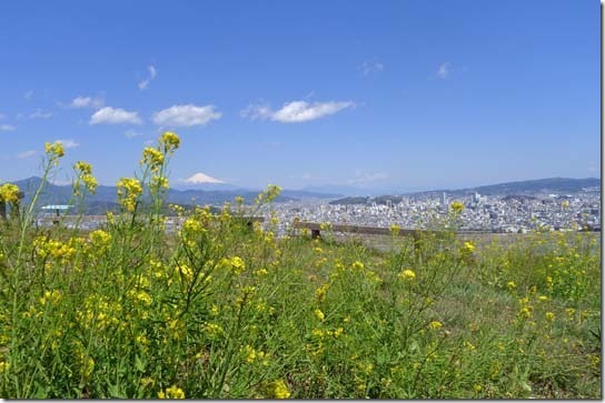 富士山と菜の花