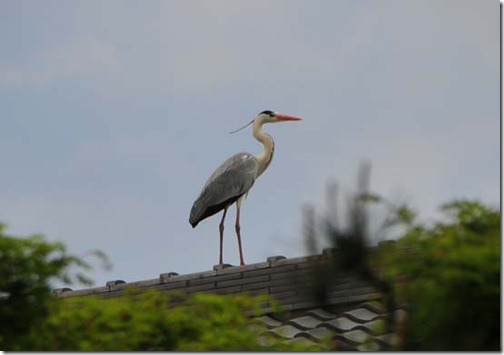 大きめの鳥？