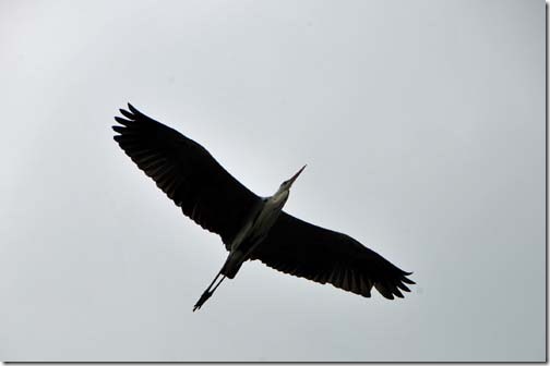 大きめの鳥？