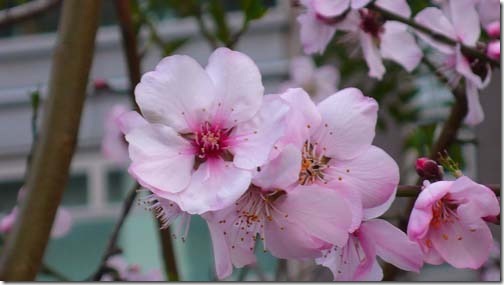大阪大学中ノ島センターの向かいに咲いていた桜