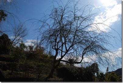 しだれ桜