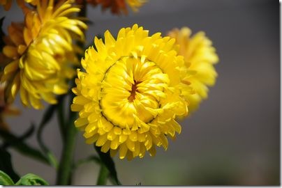 菊のような黄色の花
