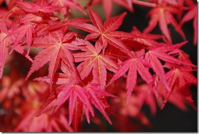 紅葉した葉