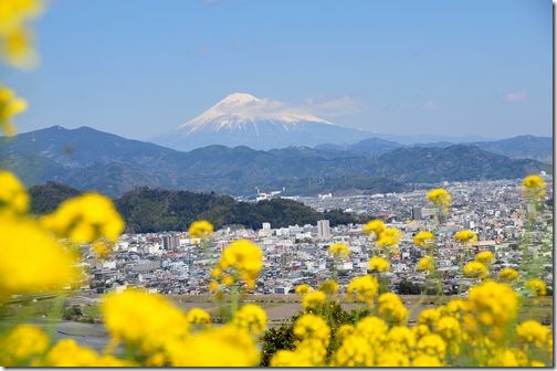 菜の花と富士山