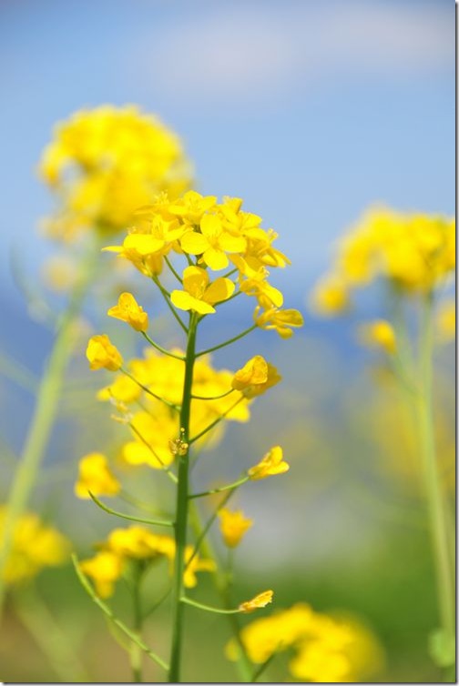 菜の花