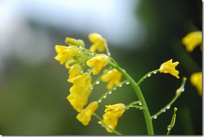 菜の花