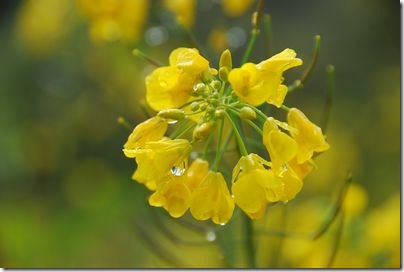 菜の花