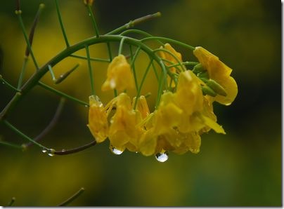 菜の花