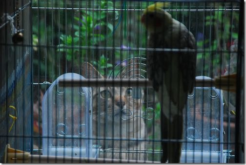 オカメインコのぽーちゃん