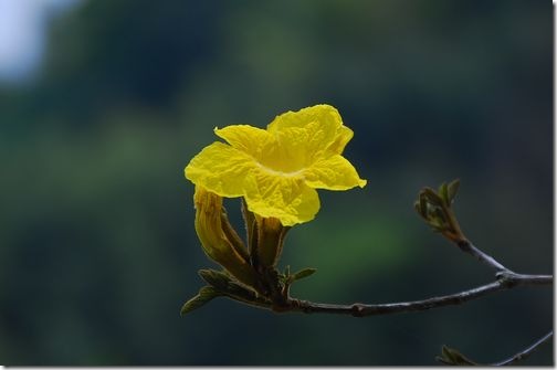 黄色が鮮やか