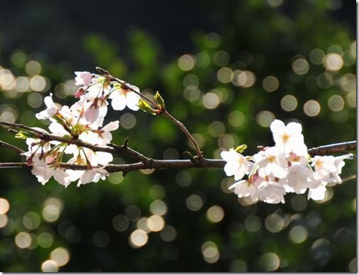 輝く桜と葉っぱ