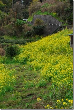 菜の花畑