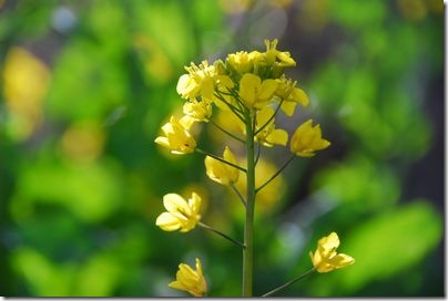 菜の花