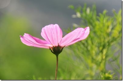 コスモス？のような花