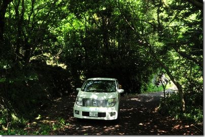 車のCMみたい（*＾-＾*） 