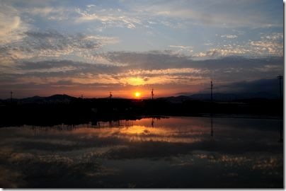 田んぼに写る夕日