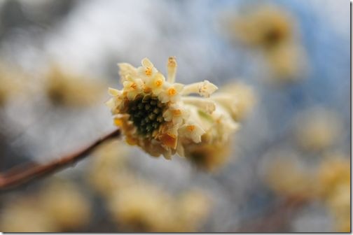 綺麗な花