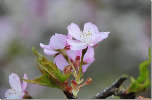 桜かな？