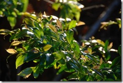 朝陽が当たる草