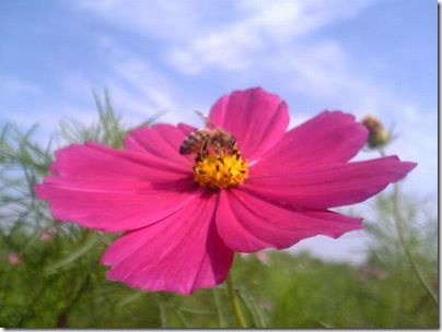 Cosmos_and_bee