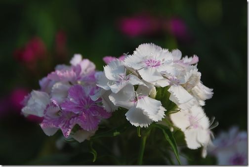 白とピンク色の花