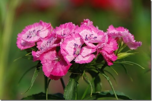 綺麗なピンク色の花