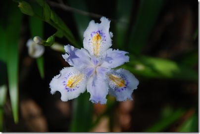 綺麗な花でした