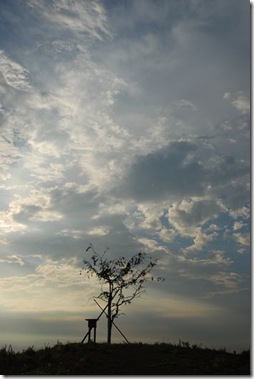 空と雲と木