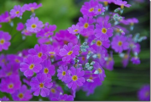 綺麗な紫の花