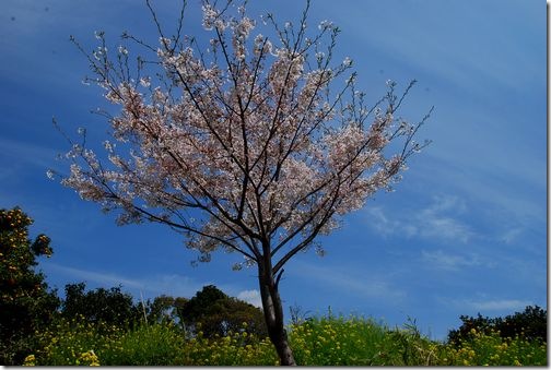 すがすがしい青ぞらと綺麗な桜