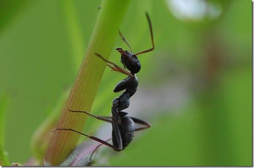 １０５mm単焦点レンズ