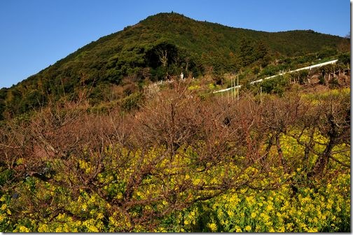 徳願寺山と梅の木と菜の花