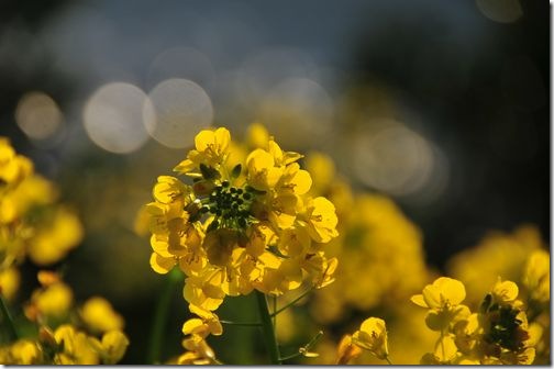 光る菜の花