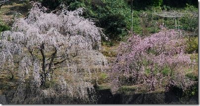 しだれ桜