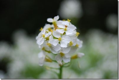 菜の花みたいな花