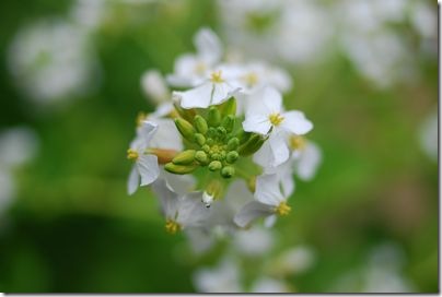 菜の花みたいな花