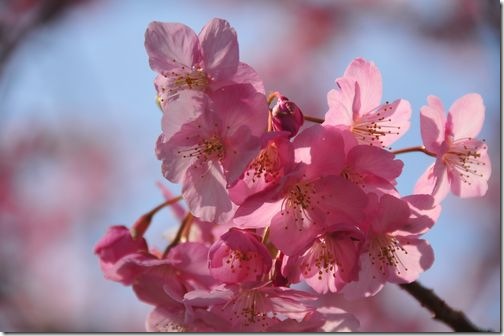 河津桜