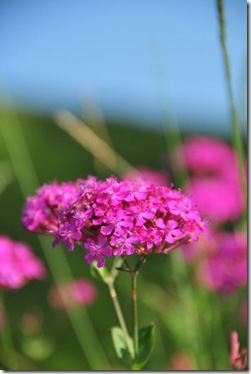 ピンク色の花と青空