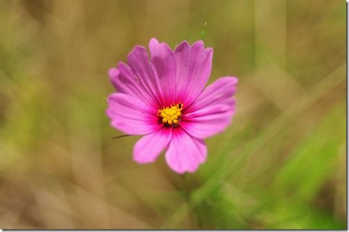 オレンジ色の花