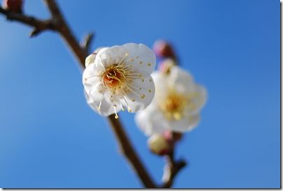 青い空と梅