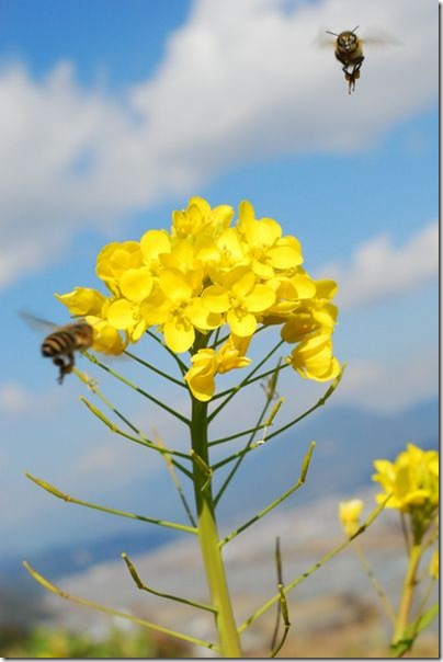 菜の花とミツバチ