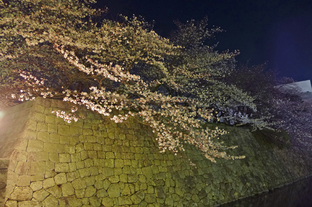 静岡駿府城公園の桜